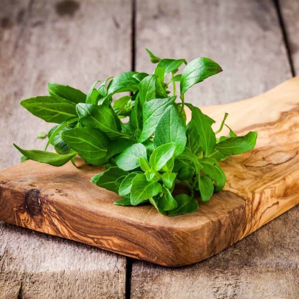 How to preserve basil – What you need to know
