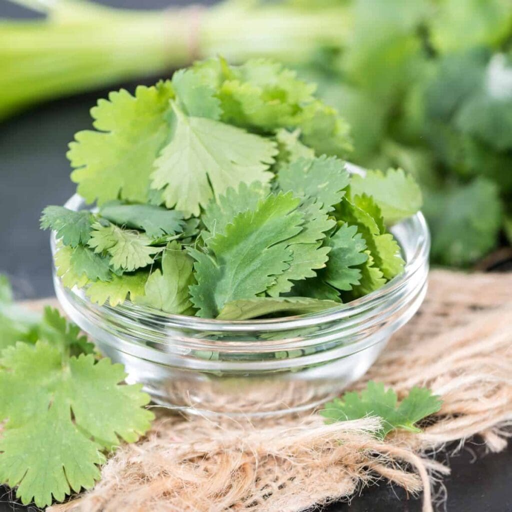 What Is Cilantro? Everything You Need to Know