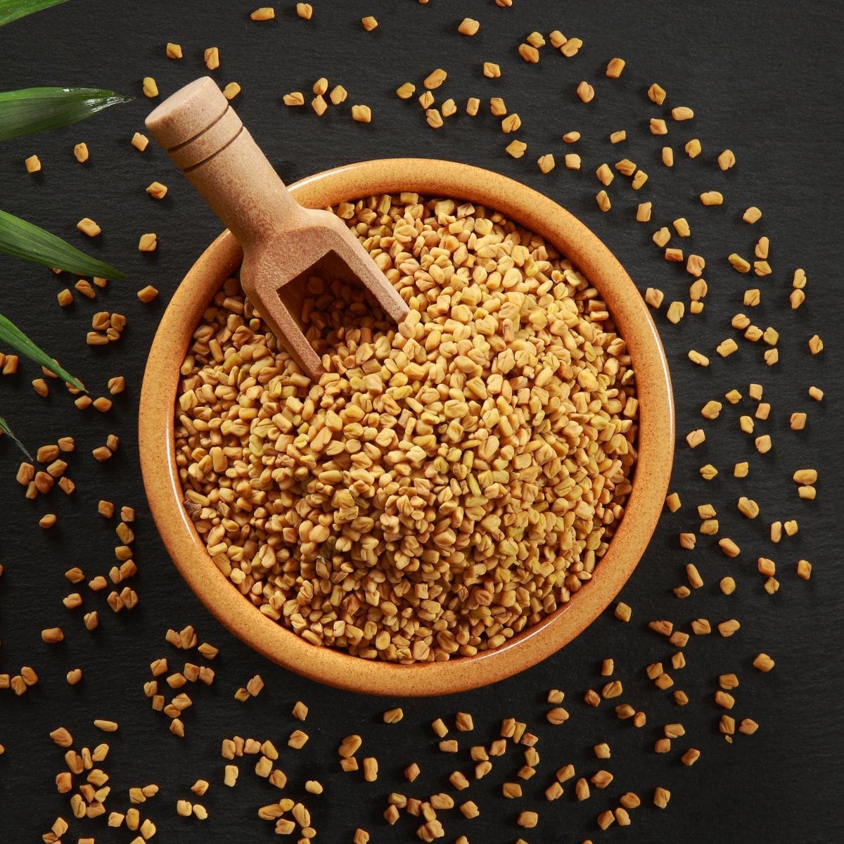A close-up photo of a bowl of fenugreek seeds with a wooden scoop on a black background.
