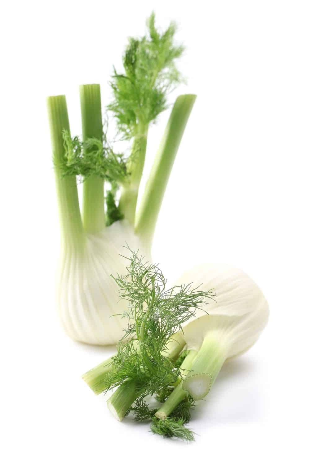 What-is-fennel-CO882-Pin-4_1