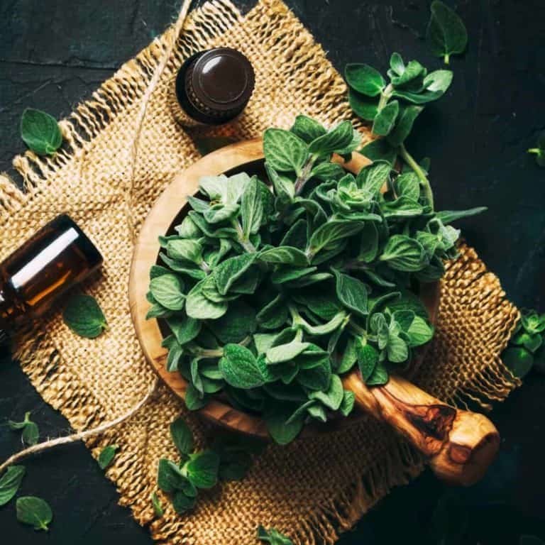 What is oregano? (The curious case of the popular herb)