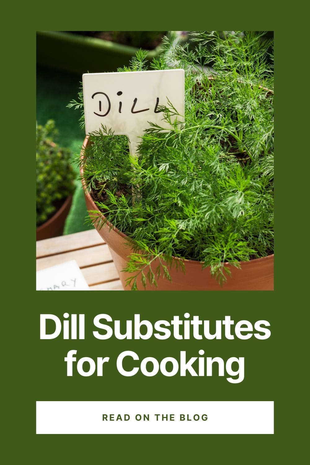 A close-up photo of a potted dill plant.