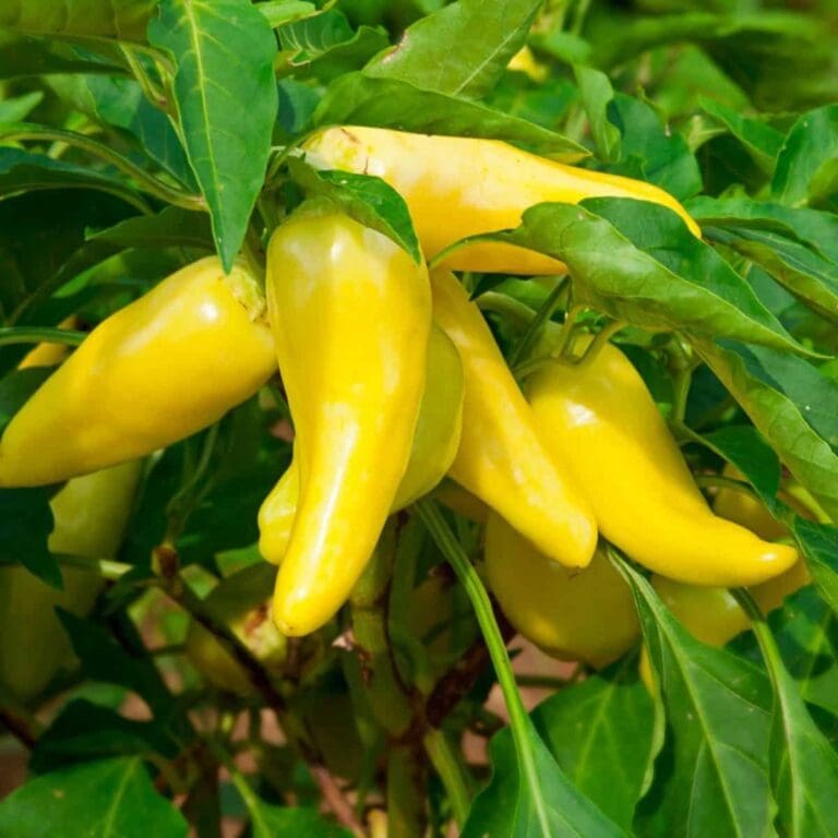 What is a banana pepper (A versatile spice you need!)