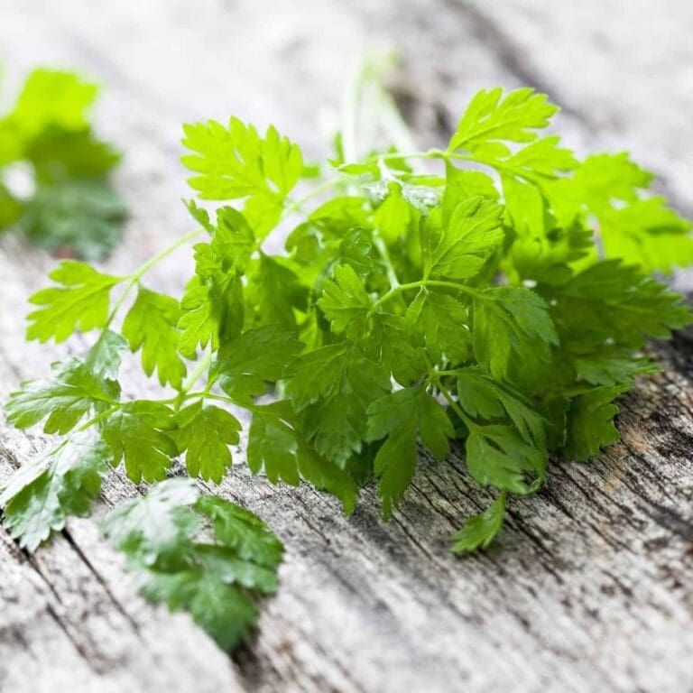 What Is Chervil?