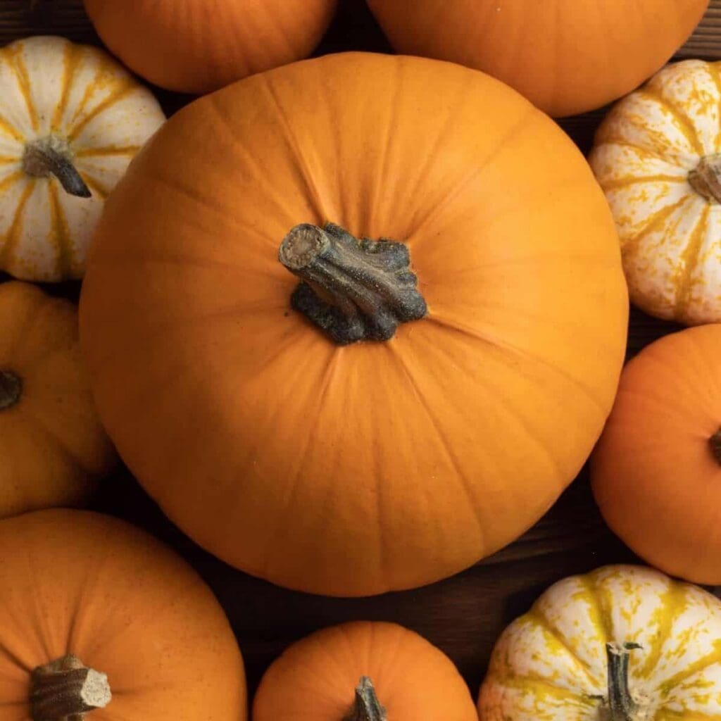How Long Do Pumpkins Last?
