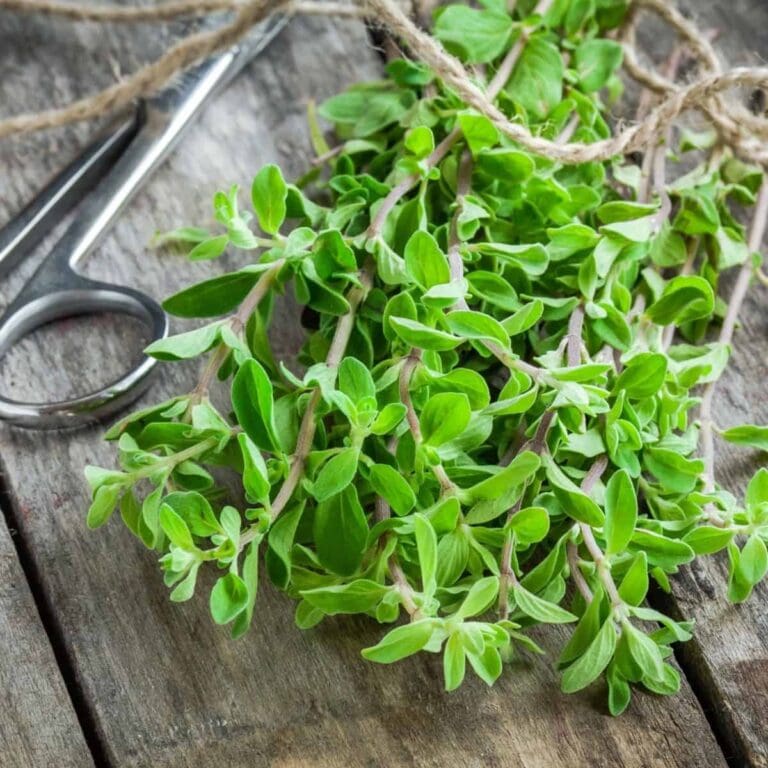 What Is Marjoram?