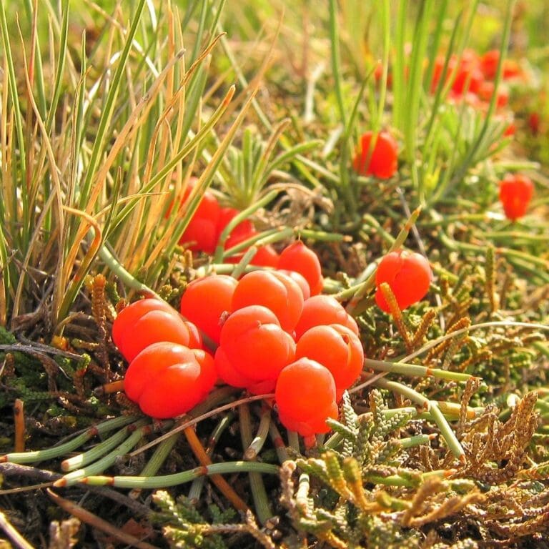 21 Exotic Fruits Starting With E—Try Them Now