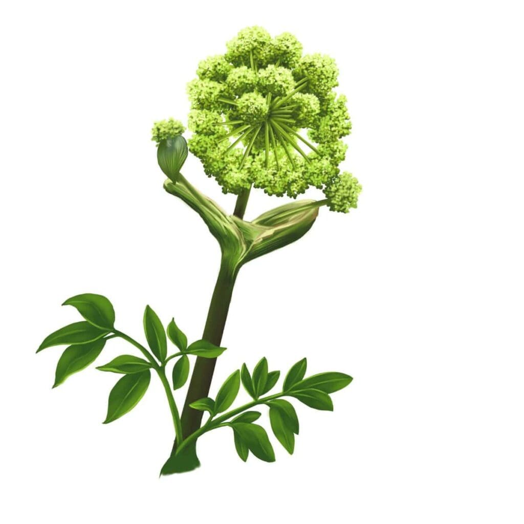 What Is Angelica? FAQ + Recipes