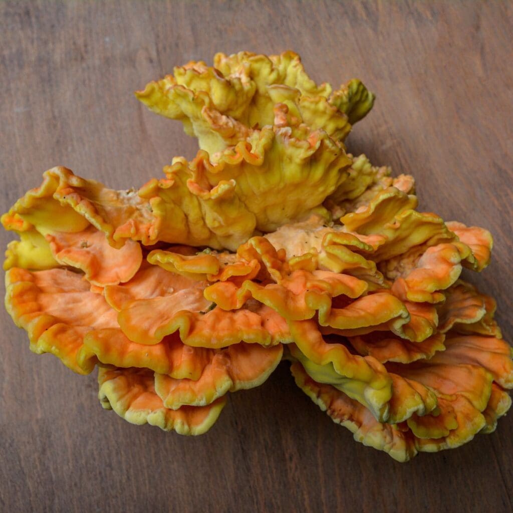 17 BEST Chicken Of The Woods Recipes