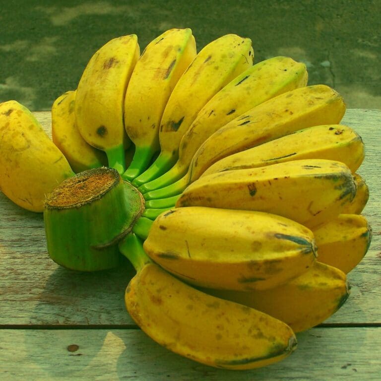 What Are Saba Bananas? FAQ + Storage Tips