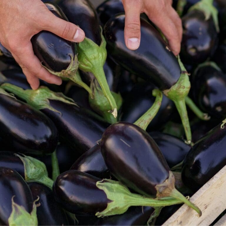 How To Choose An Eggplant: Here’s Just What You Need To Know