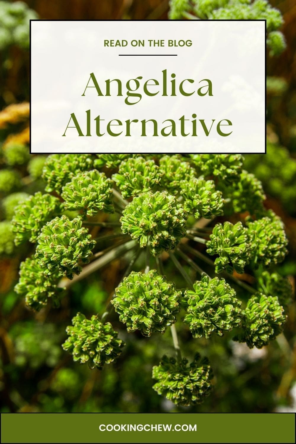 A photo of a Norwegian angelica plant.