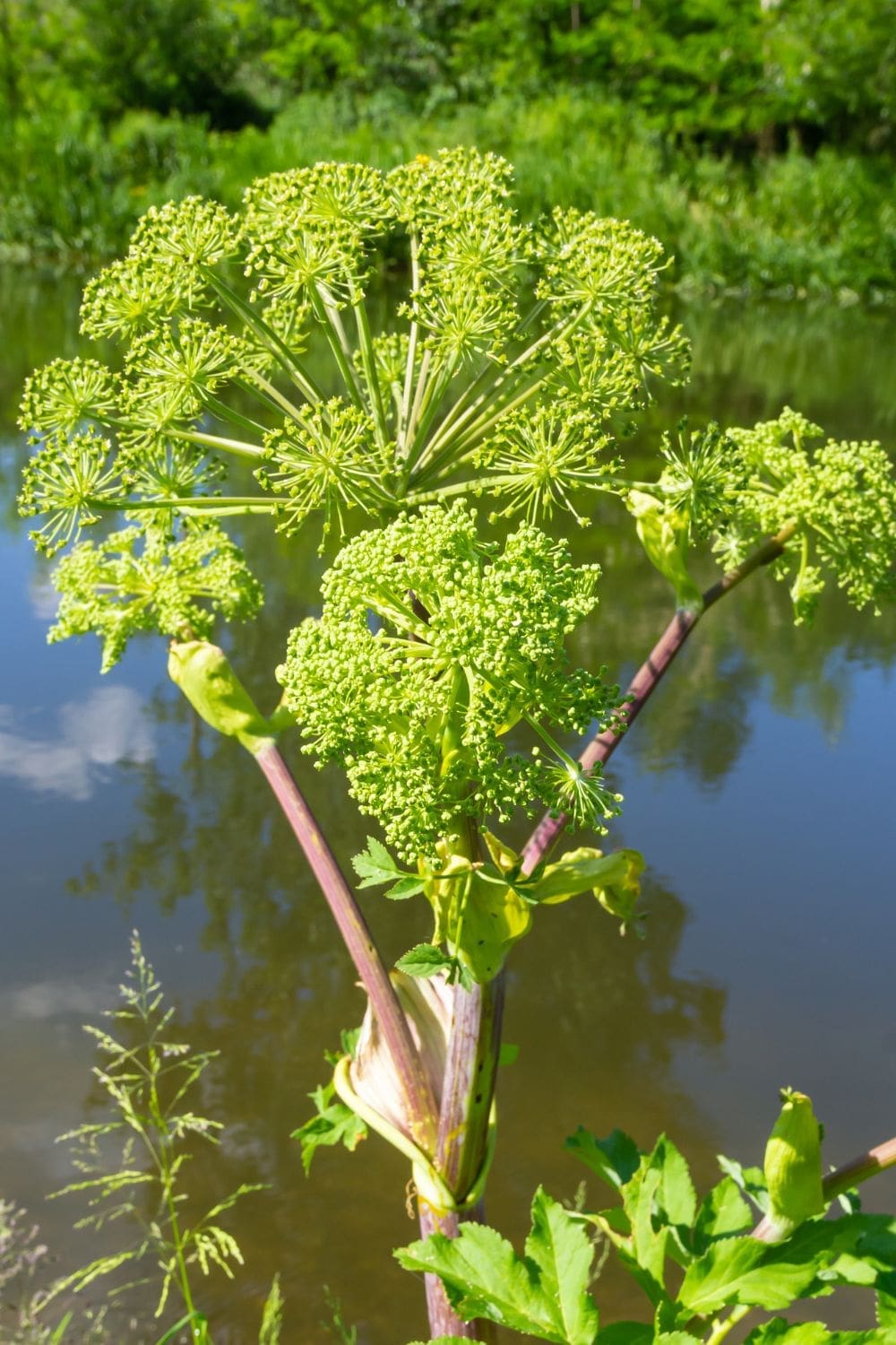 A macro photo of a cluster of Norwegian angelica flowers.