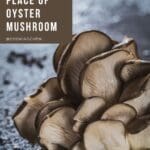 A close-up still life image of a selection of oyster mushrooms.