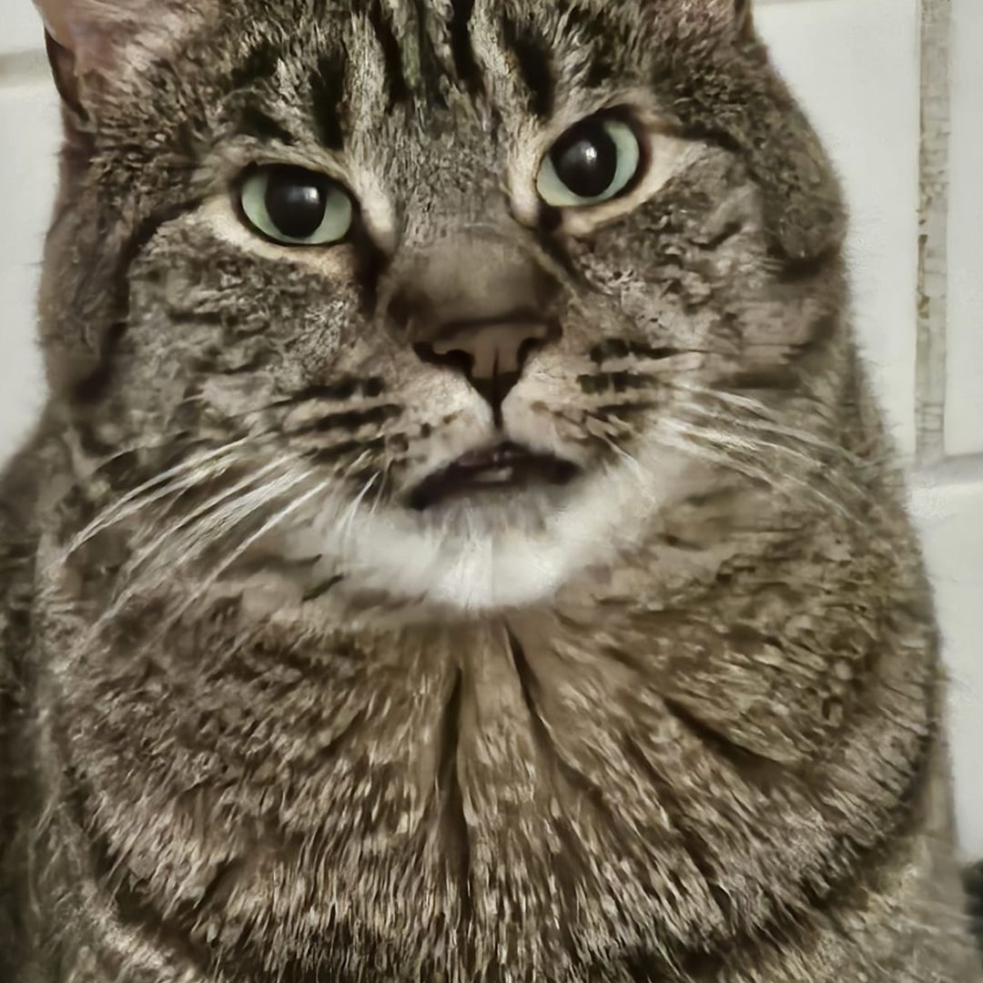 Black and white stripe tabby cat named Willow